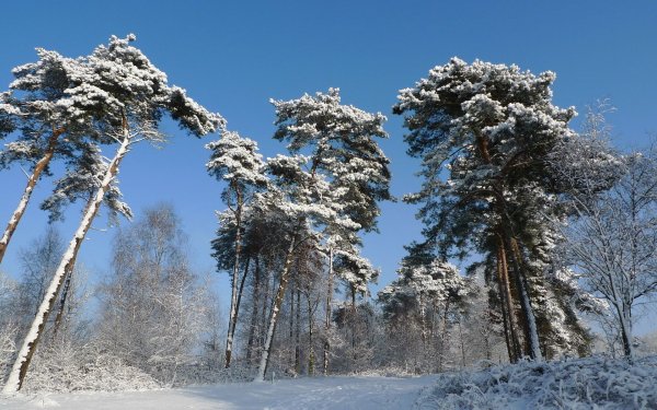 file_80243506