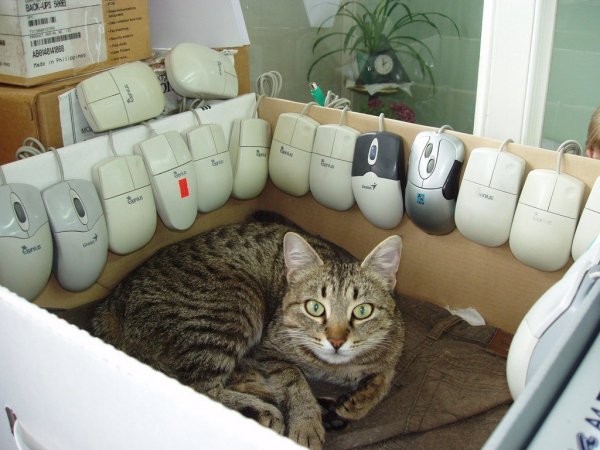 кошка и мышки