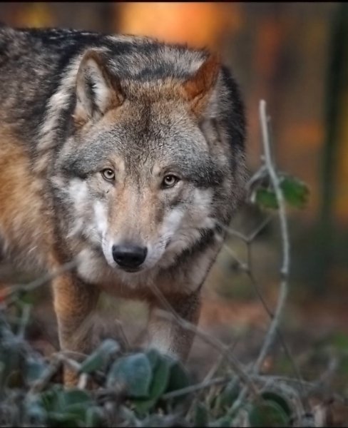volf