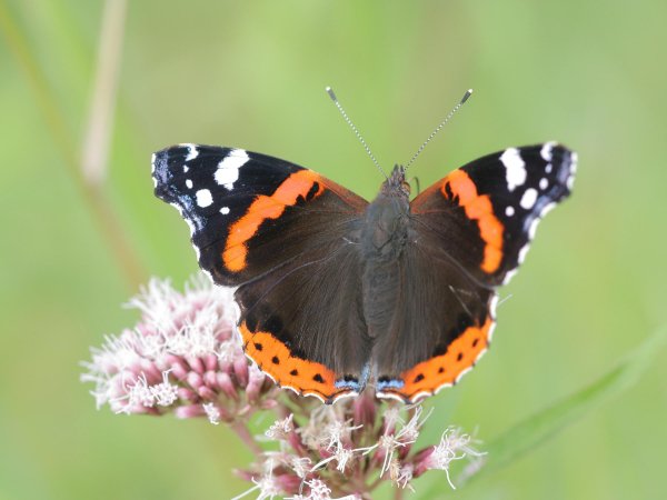 Адмирал (Vanessa atalanta)