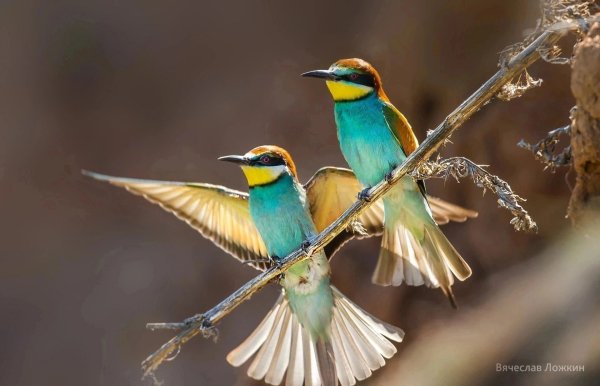 file_95147762