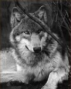 StalkerwolfZwonok
