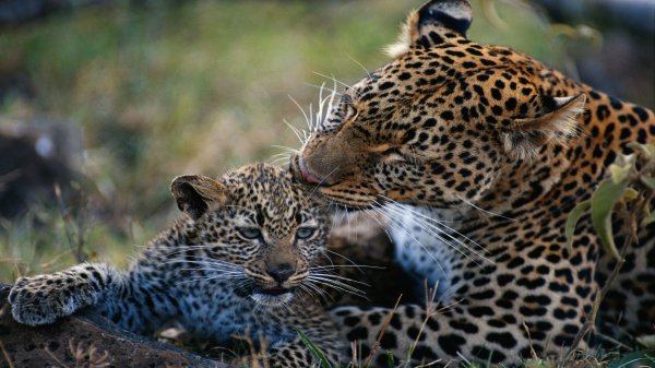 Animal Mothers 2