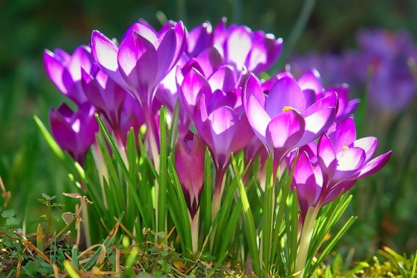 nature-3207425 1920
