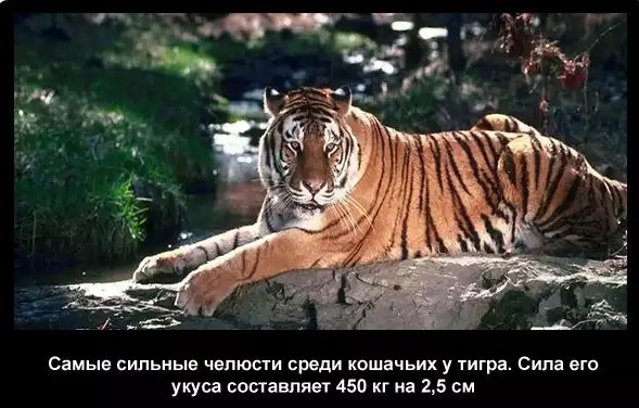 Тигр 2