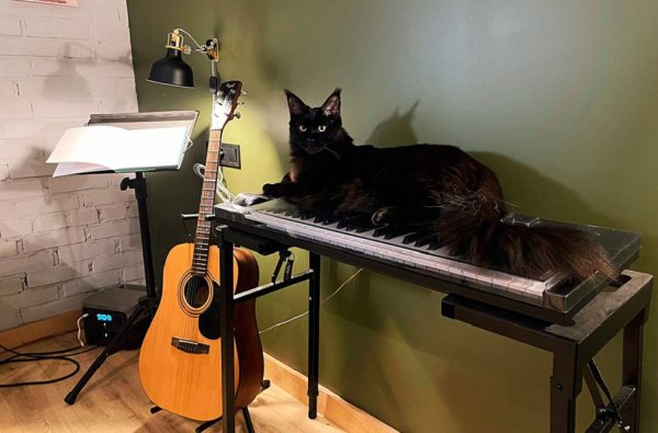 Мейн-кун (17)
