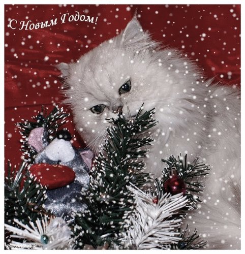 PhotoFunia5f565e