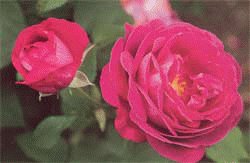 file_85274612