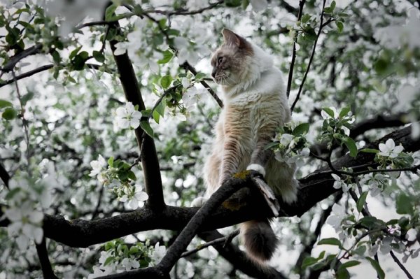 Кот на дереве (8)