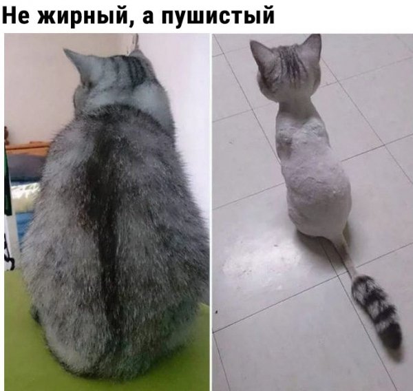 Не Жирный, А Пушистый