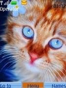 cat-with-blue-eyes