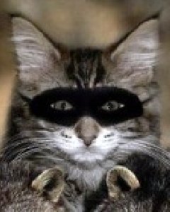 ZORRO