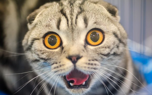 Котэ обои ПК