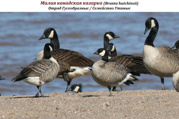Малая канадская казарка (Branta hutchinsii)