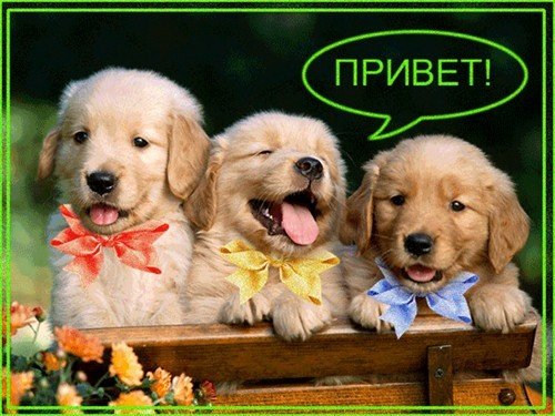 Всем привет