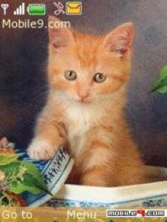 redkitten bx5883bv