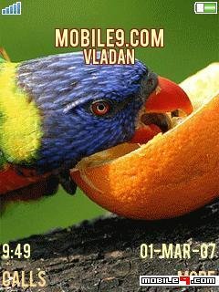 Parrots animated