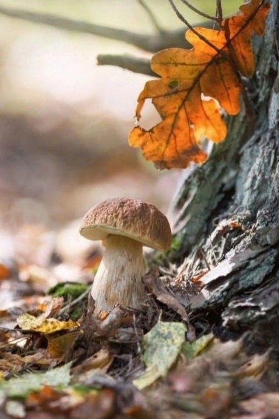 file_100798848