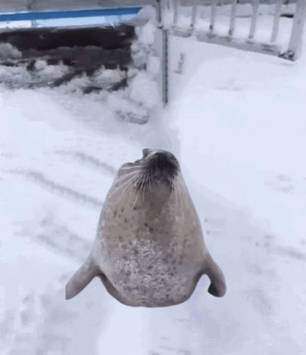 Flight