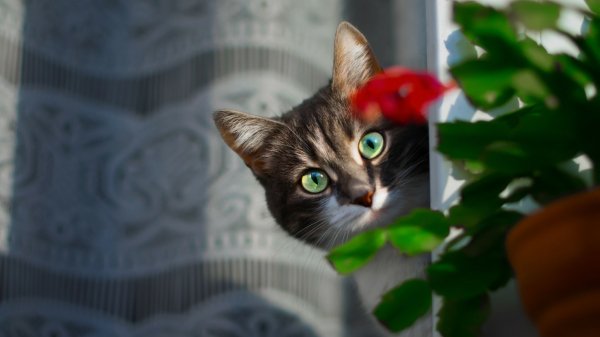 Кот