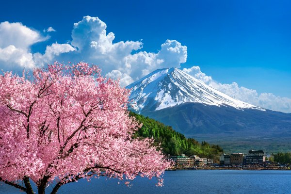 vishnia-vesna-iaponiia-sakura-japan-tsvetenie-gora-fudzhi-la