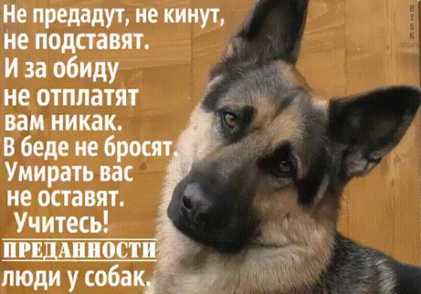 учитесь преданности у собак