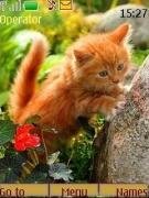 red-kitten