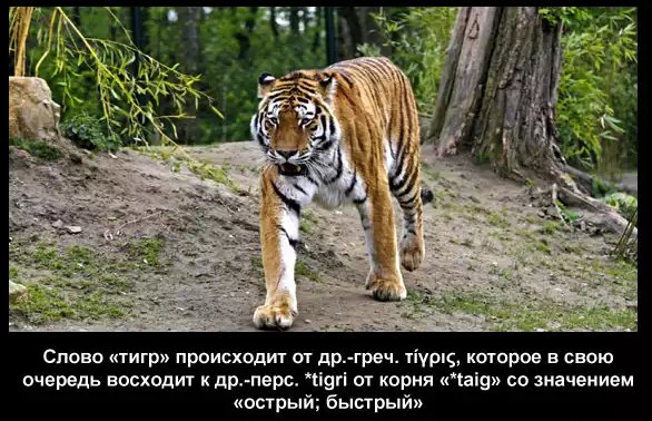 Тигр 3