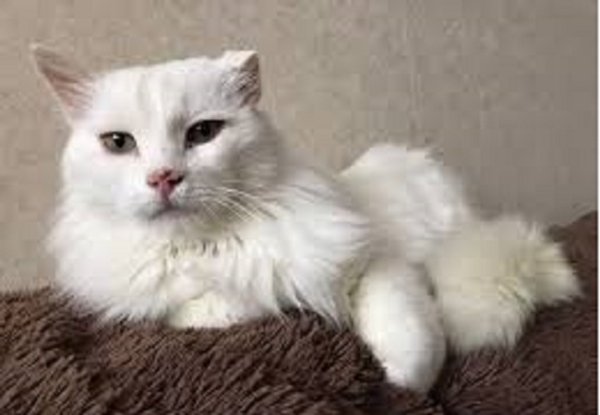 Белый кот. (4)