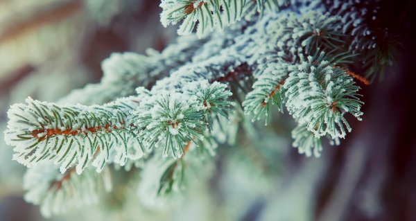 Frosty Art 2