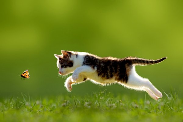 Котенок