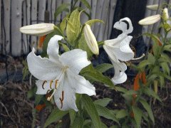 file_86355542