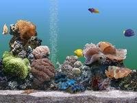 MarineAquarium-v.2.0.
