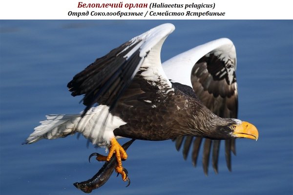 Белоплечий орлан (Haliaeetus pelagicus)