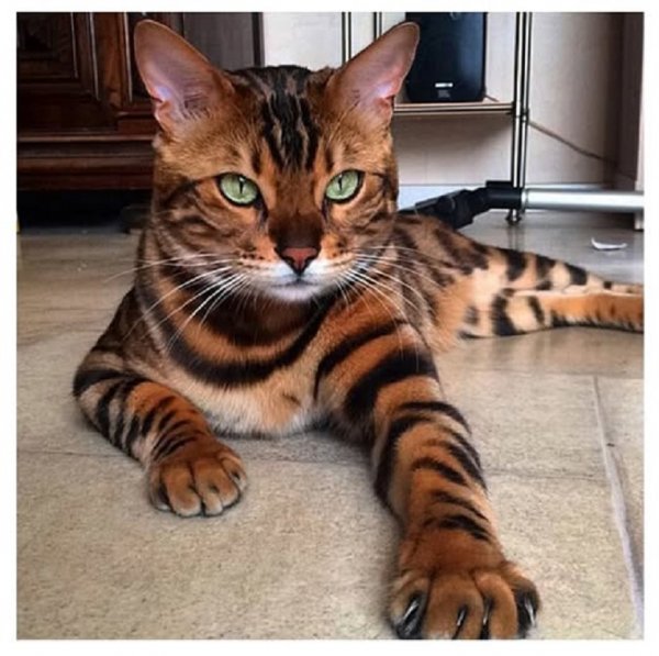 КОТ...