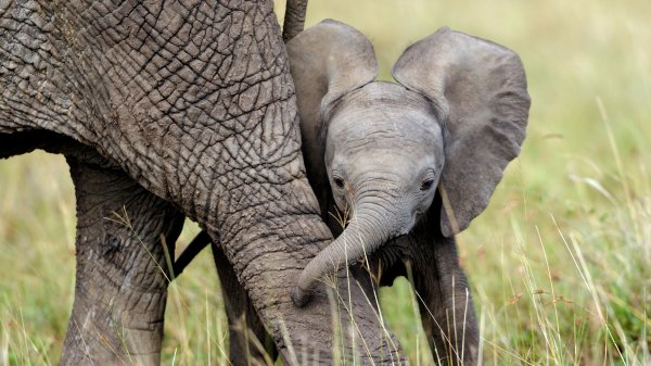 BabyElephant ROW4423597871 UHD