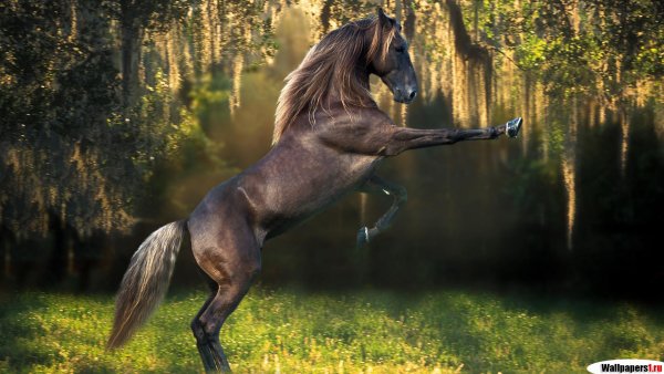 animal102