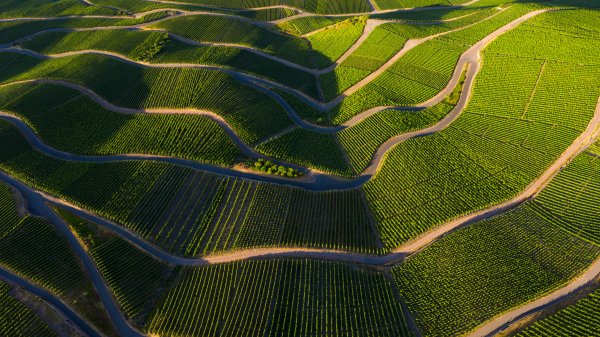 RhinelandVineyards ROW3581871566 UHD