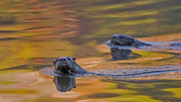 Канадская выдра парк Акадия Lontra Canadensis UHD обои 4К