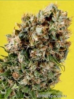 Big Bud-