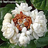 file_85258959