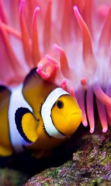 clownfish-2105