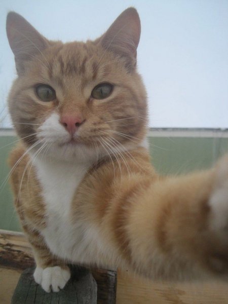 селфи кот
