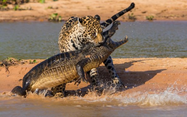 Crocodile jaguar hunting mining beach