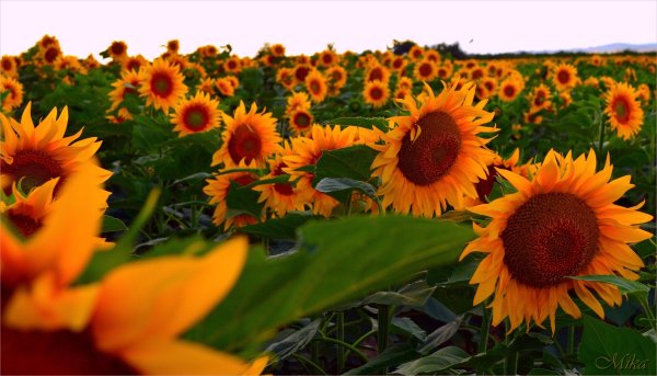 Sunflowers-field-sunset-pole-zakat-podsolnukhi