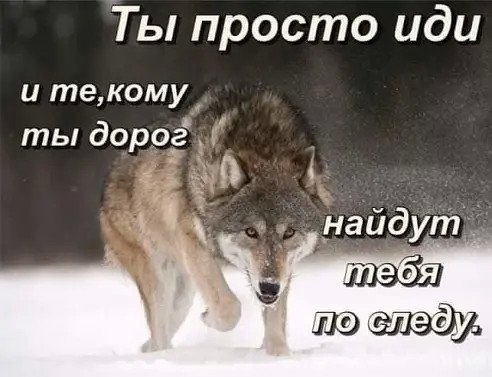 Волк