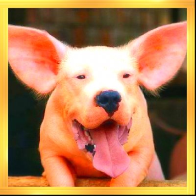 animal morph2