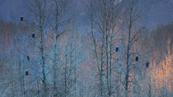 Заповедник белоголовых орлов Чилкат Haines Eagle UHD обои 4К