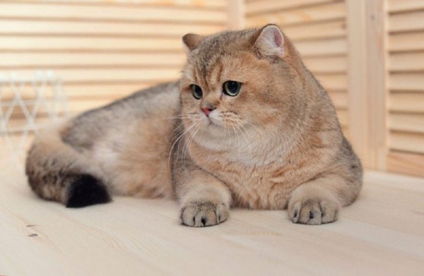 КОТ