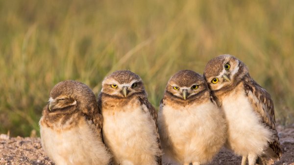 OwlSiblings ROW6315129665 UHD